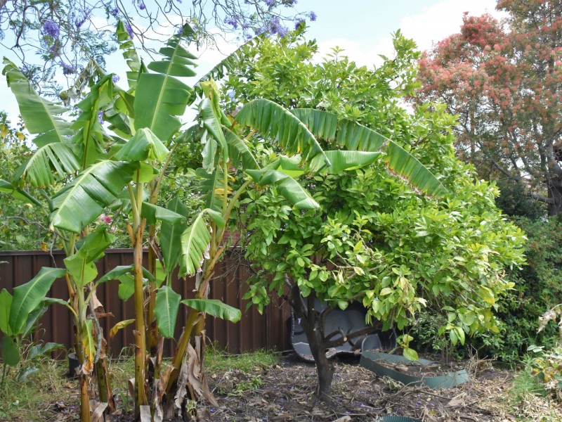 54 Wahroonga Street, Raymond Terrace NSW 2324