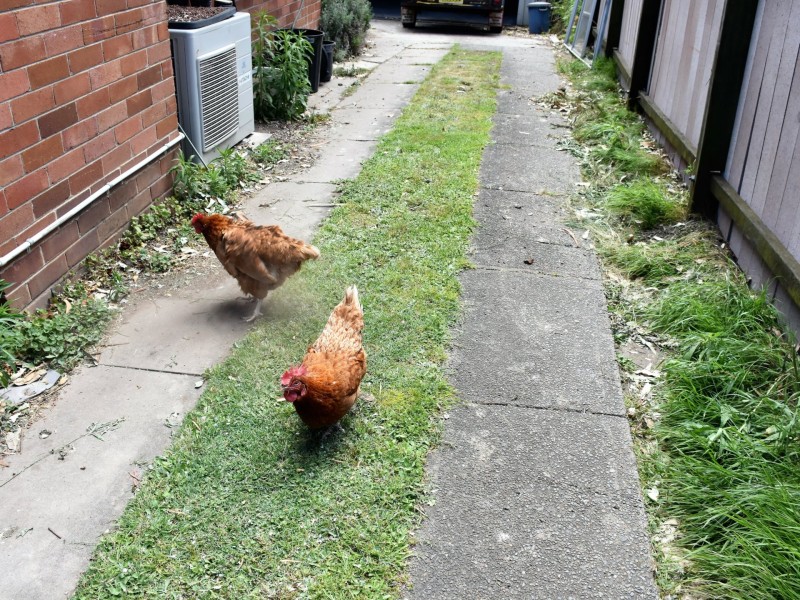 54 Wahroonga Street, Raymond Terrace NSW 2324