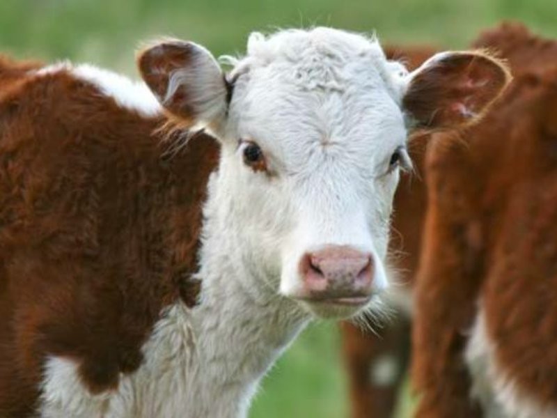 1029 Seaham Road, Seaham NSW 2324