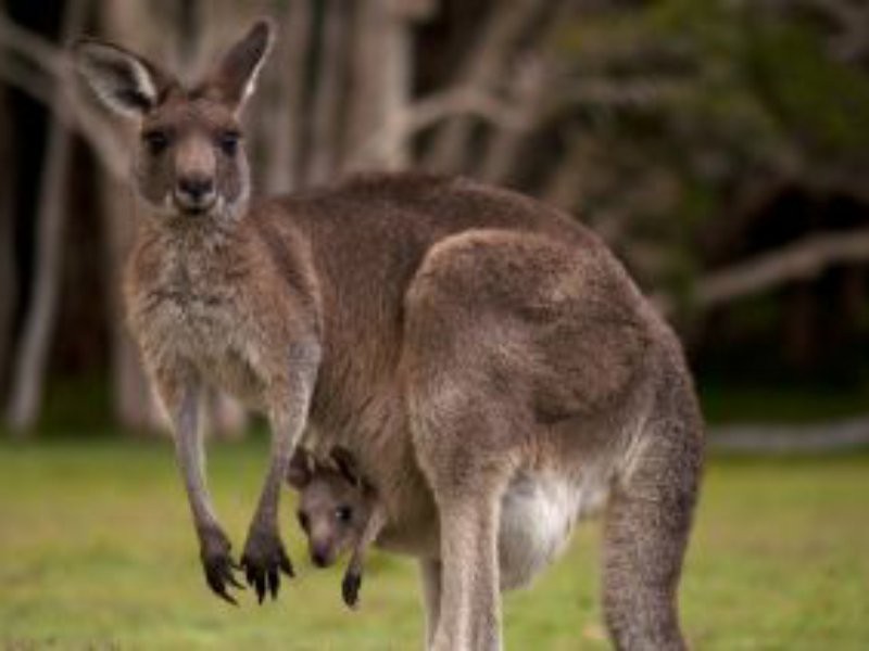 1029 Seaham Road, Seaham NSW 2324