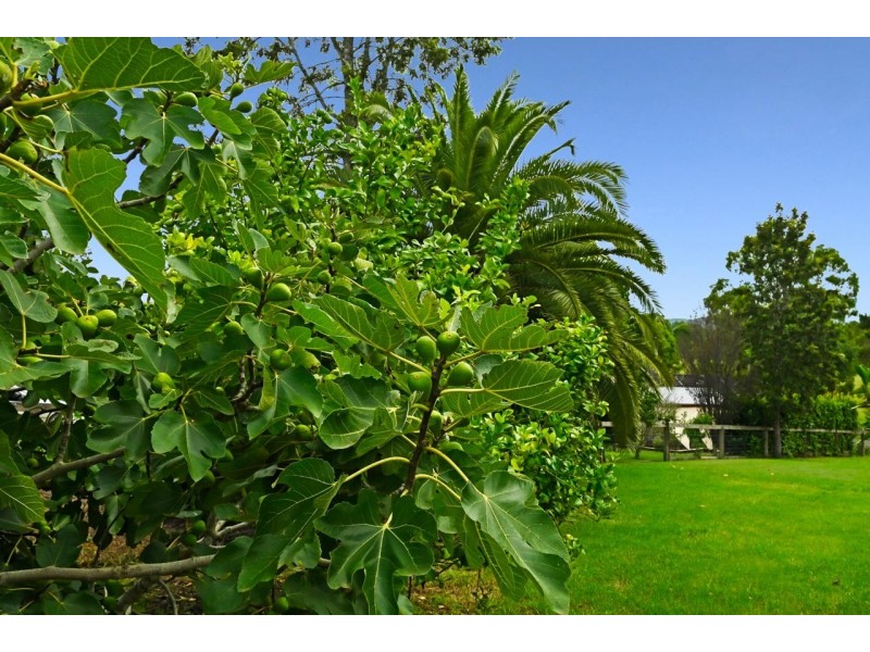 4 Gloucester Street, Stroud NSW 2425