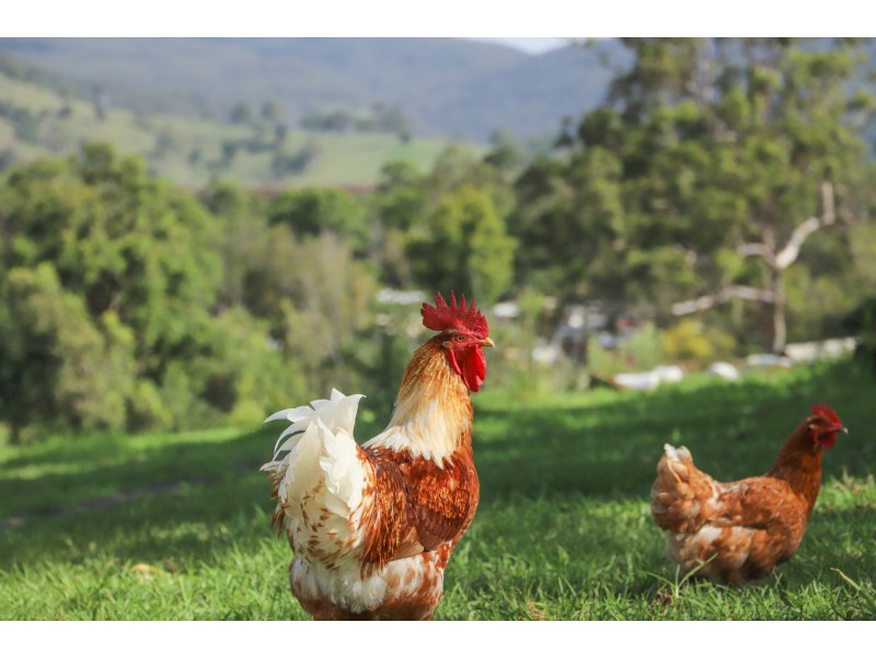 Lot 4/Lot 16 Hanleys Creek Road, Tabbil Creek NSW 2420