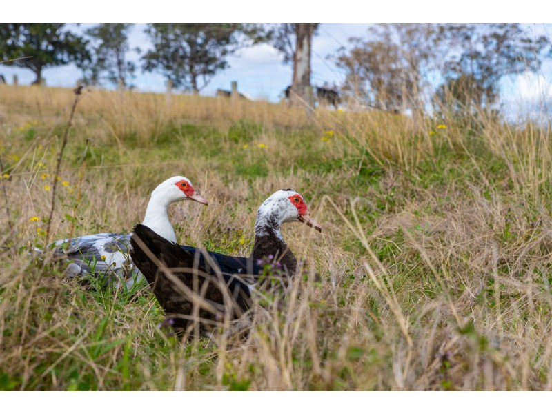 Lot 14/Lot 16 Hanleys Creek Road, Dungog NSW 2420