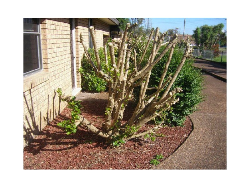 2/157 Adelaide Street, Raymond Terrace NSW 2324