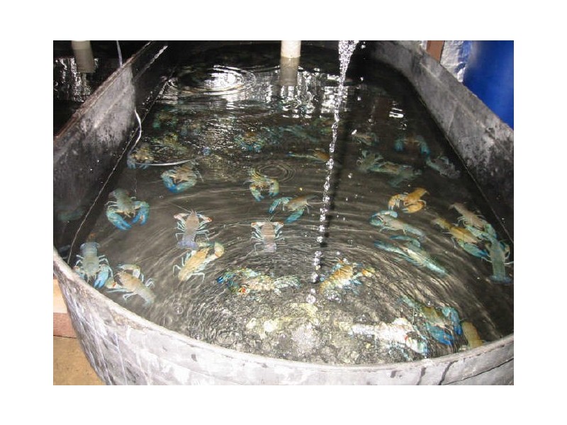 626 Markwell Road, Bulahdelah NSW 2423