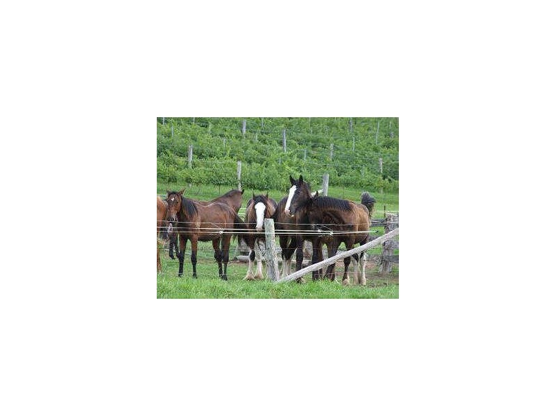 524 Bucketts Way, Stroud NSW 2425