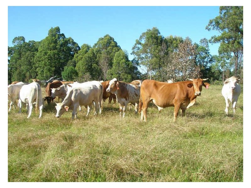 Lot 3 182 Blackcamp Road, Stroud NSW 2425