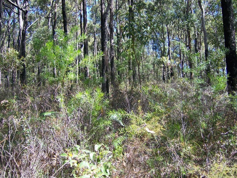 Lot 2033 Coonamble Crescent, North Arm Cove NSW 2324
