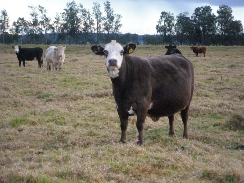 887 Newline Road, Eagleton NSW 2324