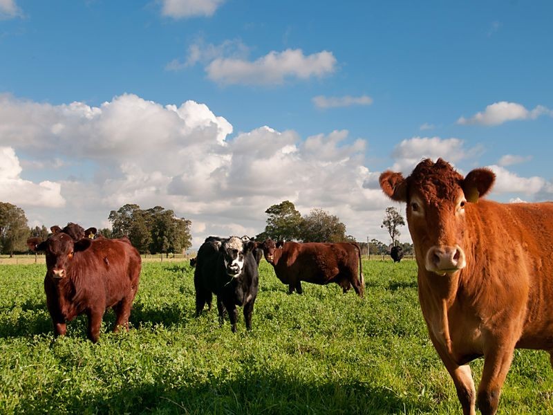 124 Woodberry Road, Millers Forest NSW 2324