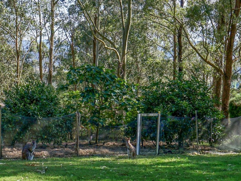 84 Bede Street, Stroud NSW 2425