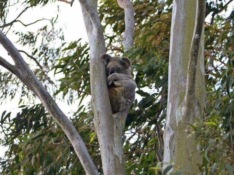 185 Delancey Street, Ormiston QLD 4160