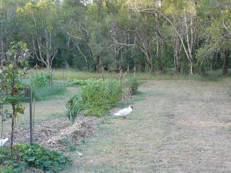 68 Finucane Road, Capalaba QLD 4157
