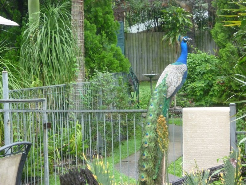 Chandler QLD 4155
