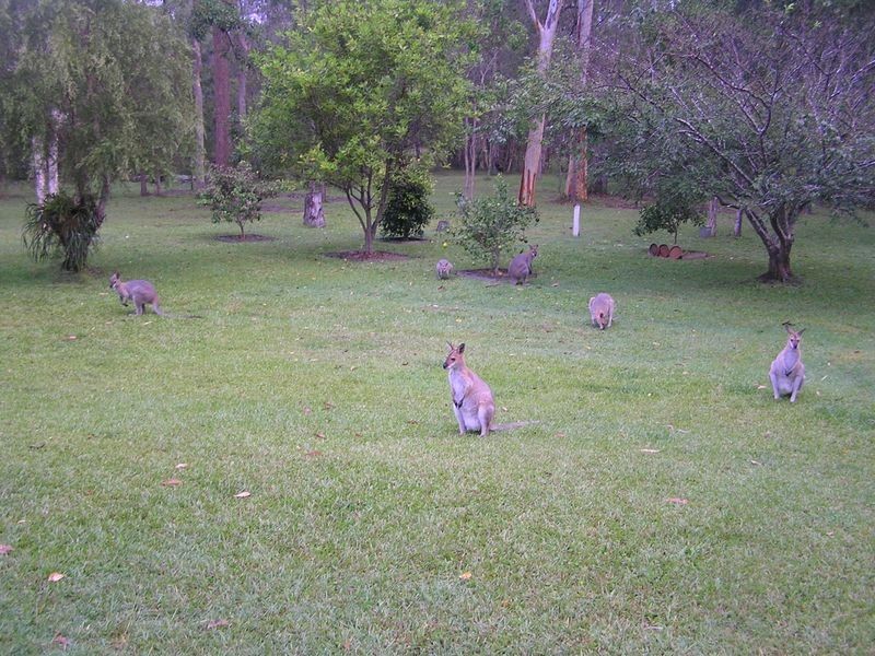 81 Lakeside Drive, Carbrook QLD 4130