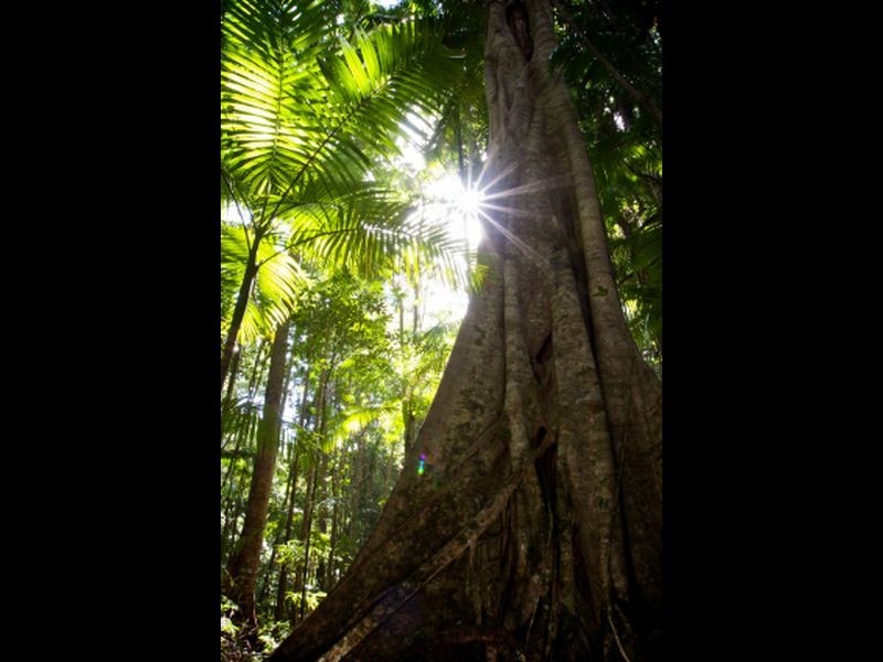 213 Memorial Drive, Eumundi QLD 4562