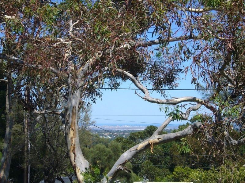 3 Lilac Street, Tea Tree Gully SA 5091