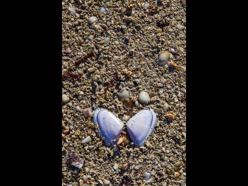 15 Petrel Crescent, Thompson Beach SA 5501