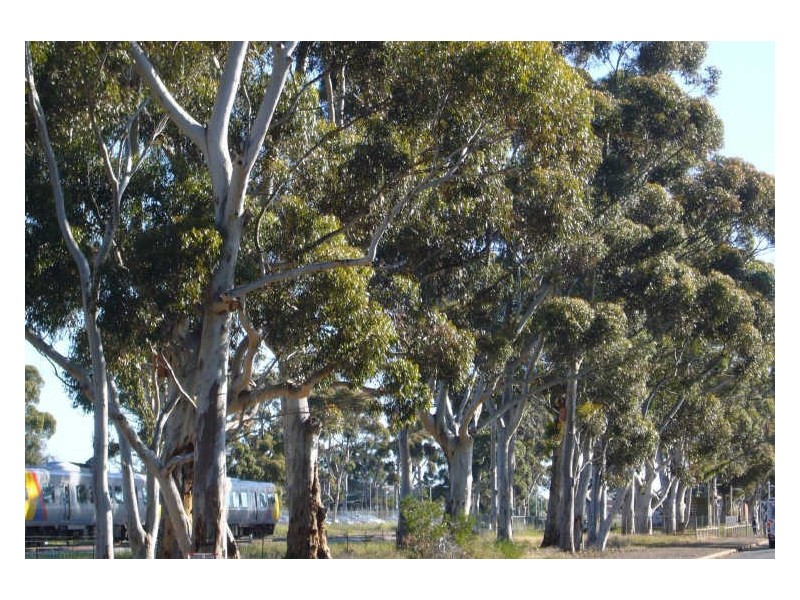 5/38 Murray Terrace, Oaklands Park SA 5046