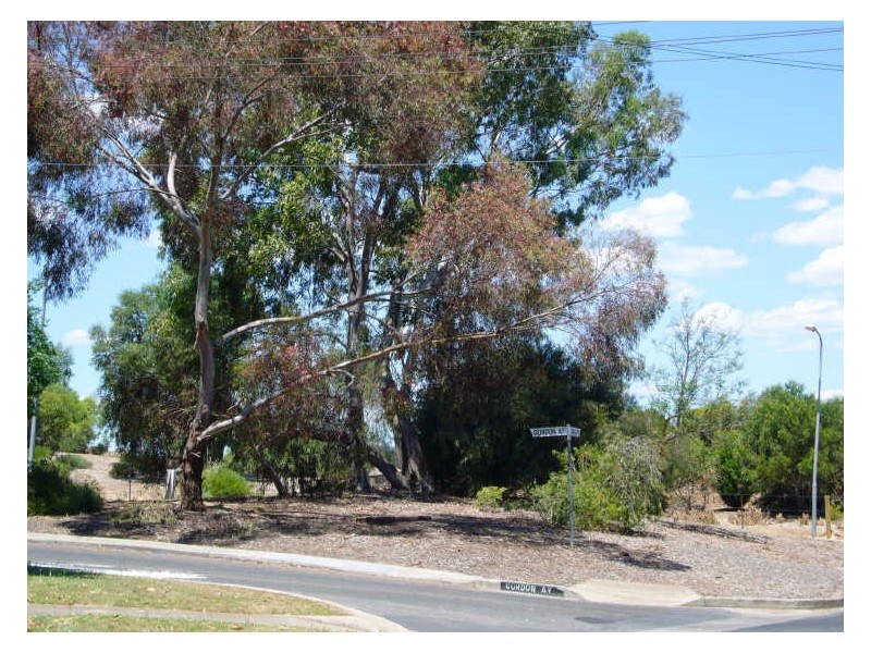 17 Tindall Road, Enfield SA 5085