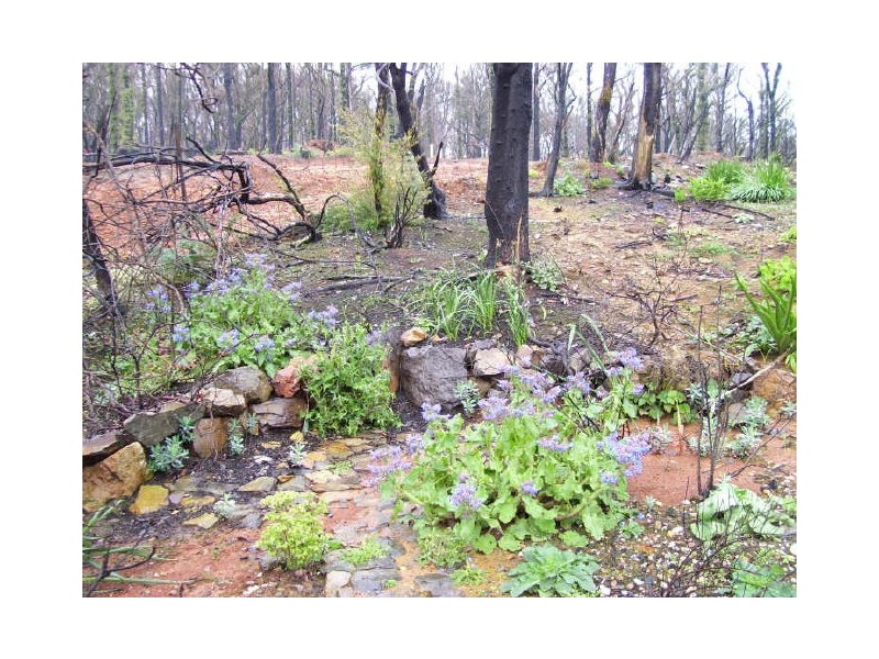 65 Kings Road, Marysville VIC 3779