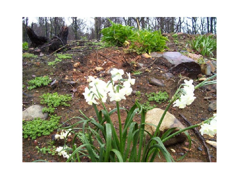 65 Kings Road, Marysville VIC 3779