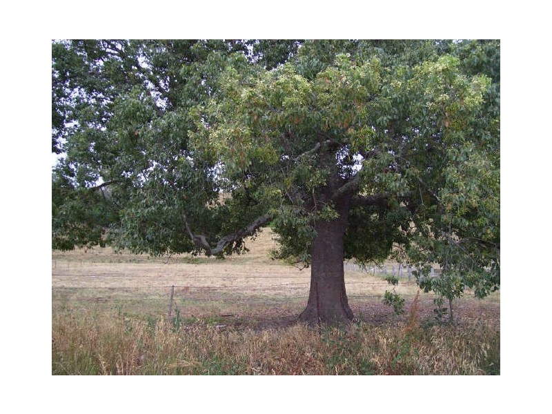 15 Peterkin Street, Alexandra VIC 3714
