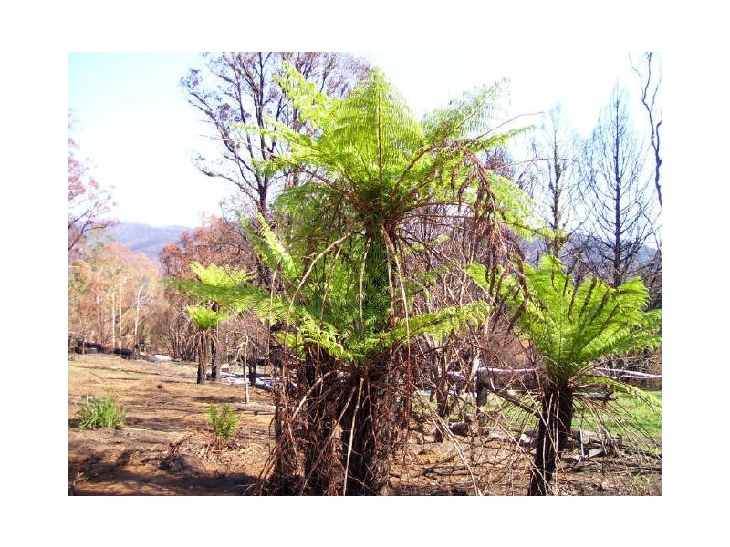 8 Kerami Crescent, Marysville VIC 3779