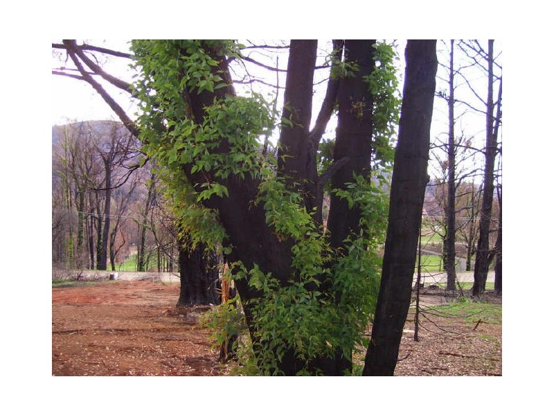 83 Murchison Street, Marysville VIC 3779