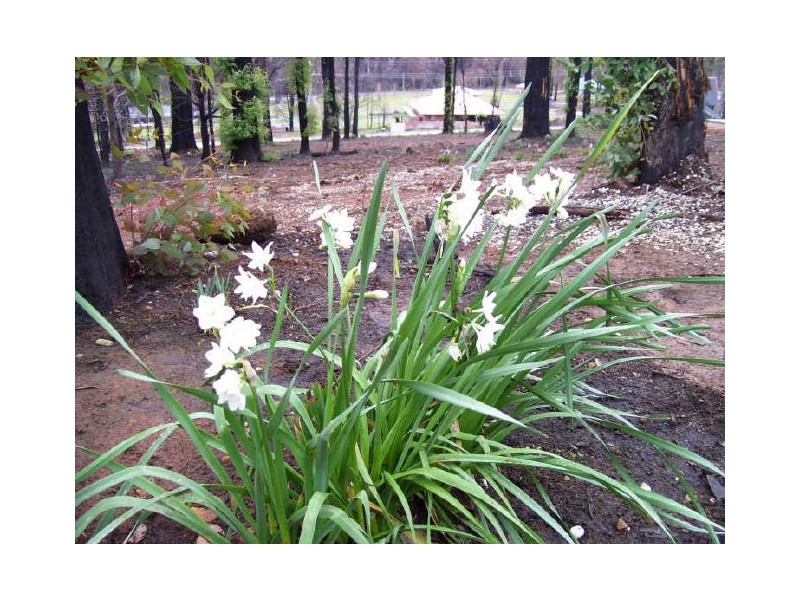 61 Kings Road, Marysville VIC 3779