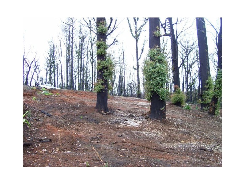 61 Kings Road, Marysville VIC 3779