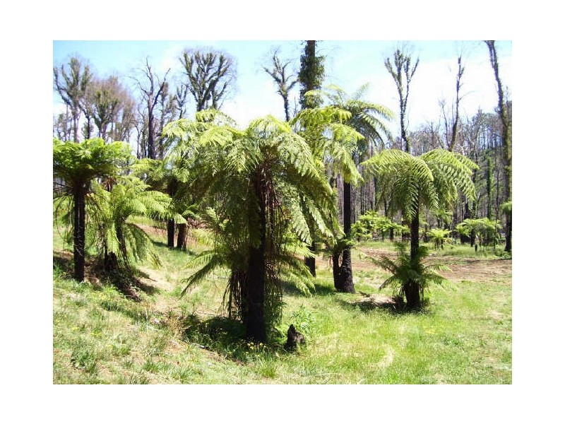 129A Falls Road, Marysville VIC 3779