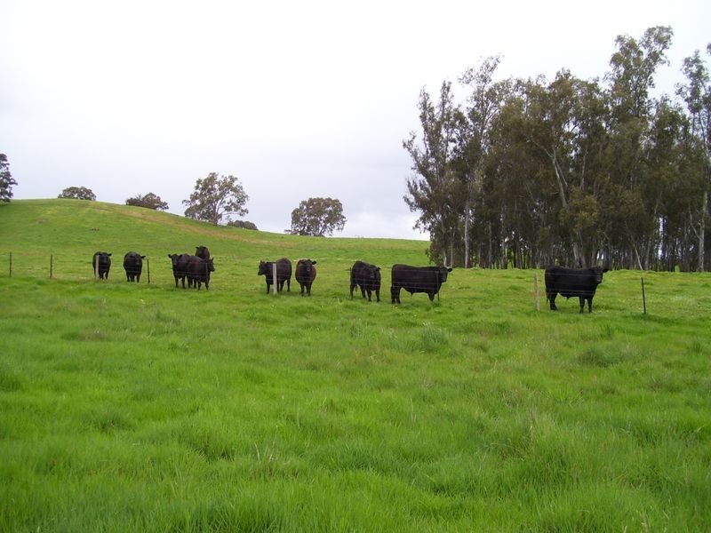 177 Crystal Creek Road, Alexandra VIC 3714