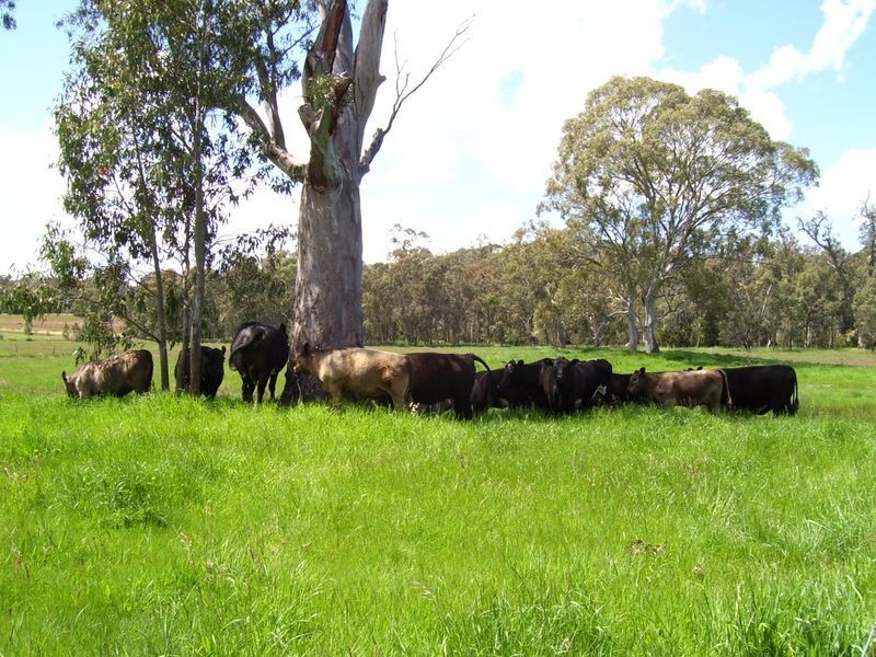 905 Gobor Road, Yarck VIC 3719