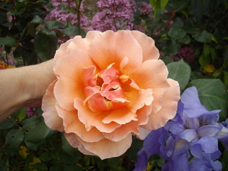 27-29 Villeneuve Street, Alexandra VIC 3714