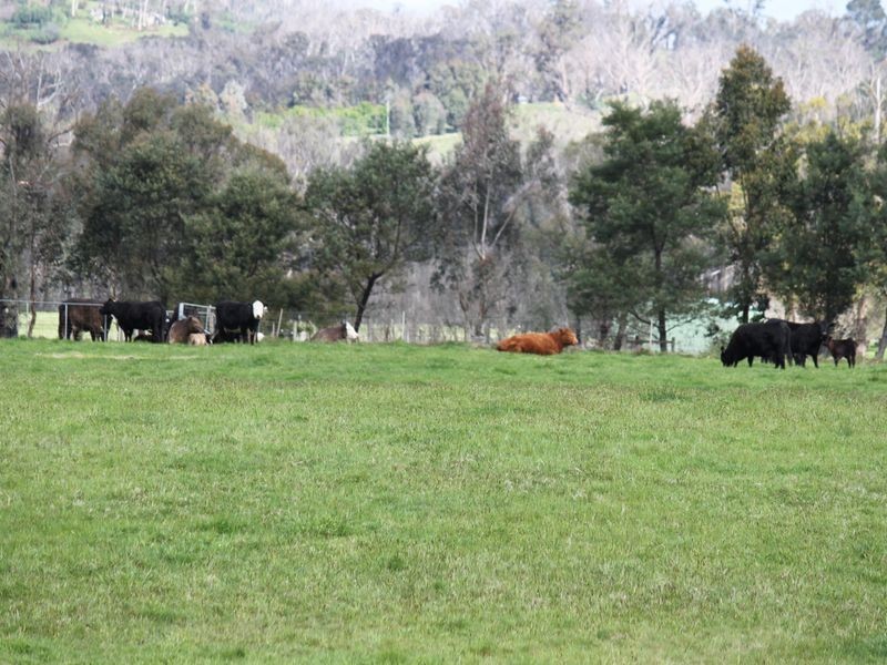 42 South Cathedral Lane, Buxton VIC 3711