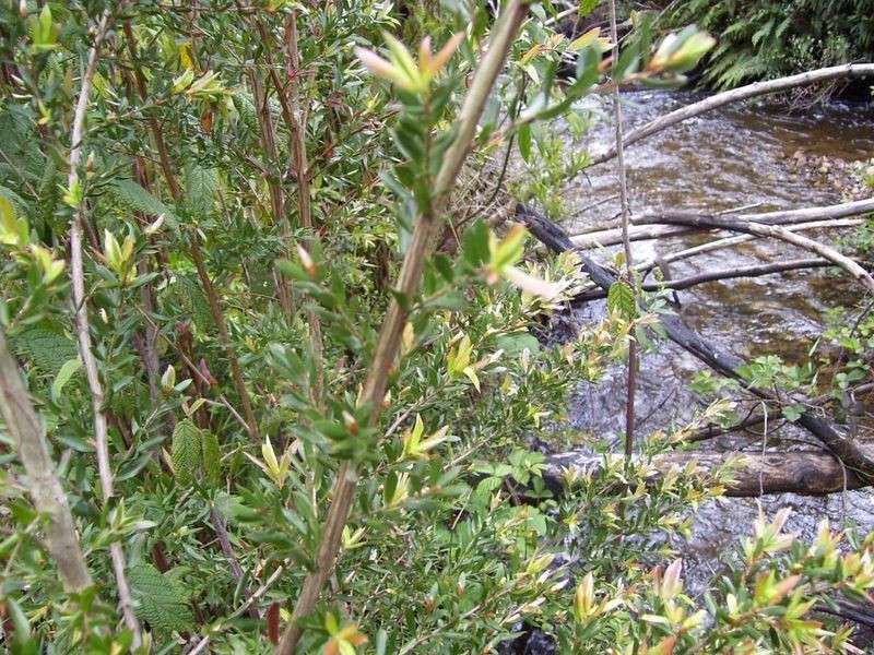 133 Falls Road, Marysville VIC 3779