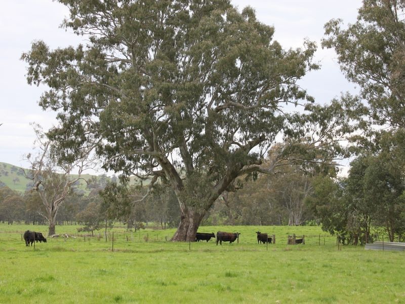 10 McColl Lane, Acheron VIC 3714