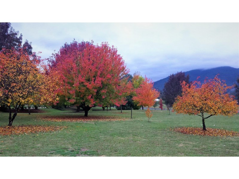 785 Back Eildon Rd, Eildon VIC 3713
