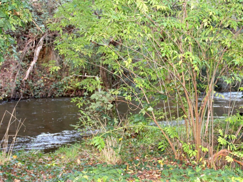 38 Mareeba Avenue, Buxton VIC 3711