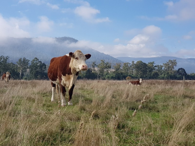 2072 Maroondah Highway, Buxton VIC 3711