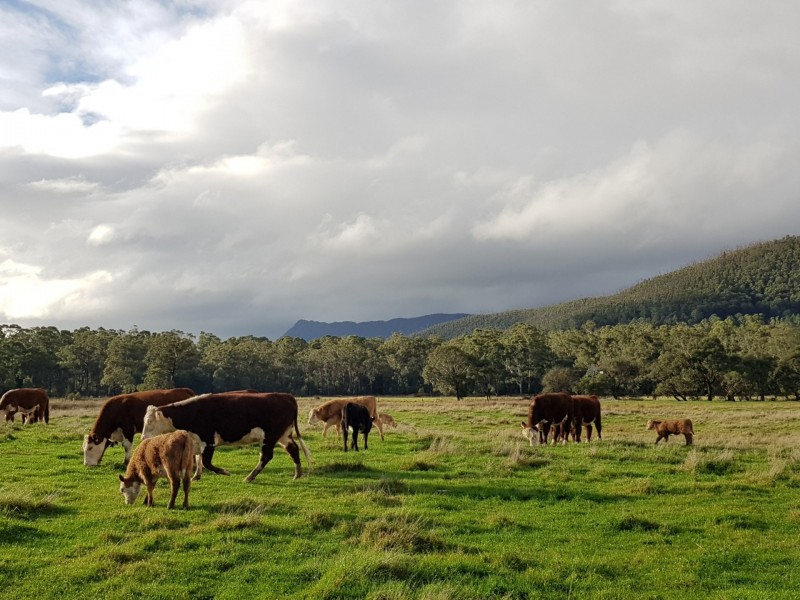 2072 Maroondah Highway, Buxton VIC 3711