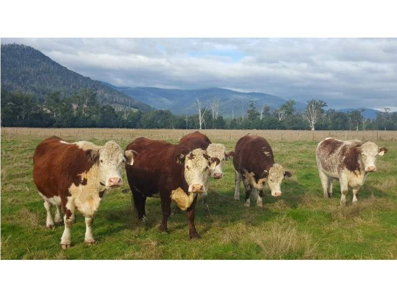 2072 Maroondah Highway, Buxton VIC 3711