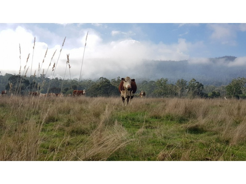 2072 Maroondah Highway, Buxton VIC 3711