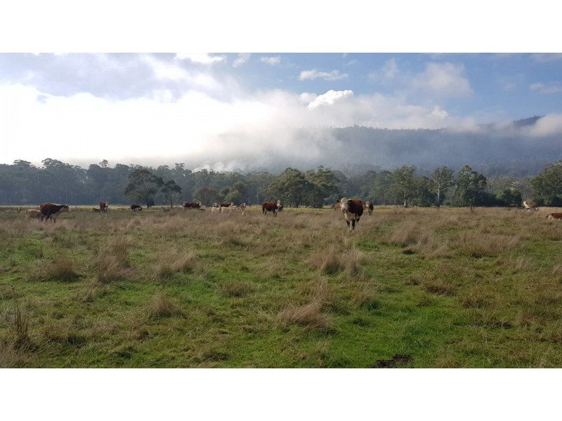 2072 Maroondah Highway, Buxton VIC 3711