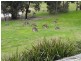 111 Alford Avenue, Eildon VIC 3713