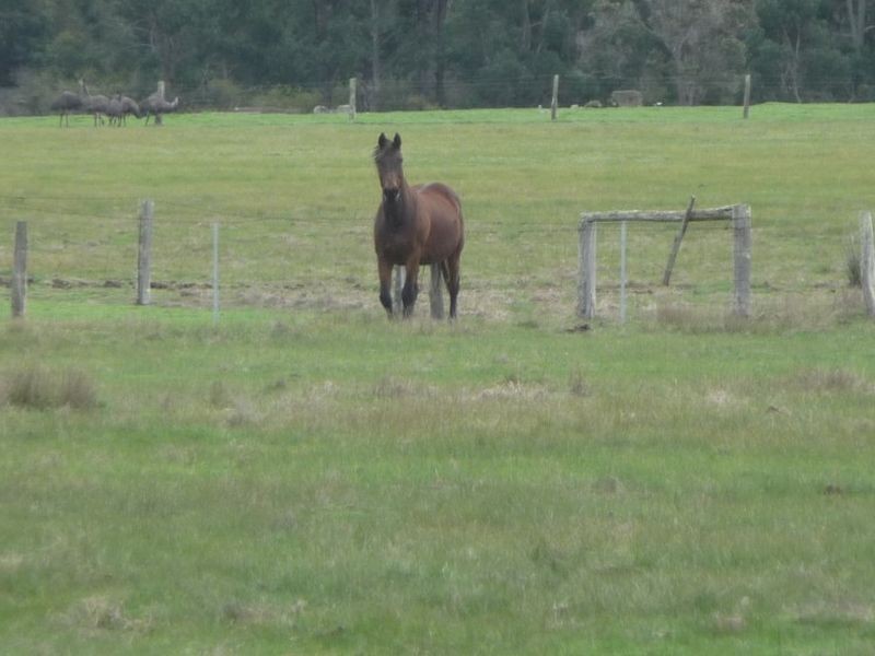 264 Brockman Highway, Nannup WA 6275