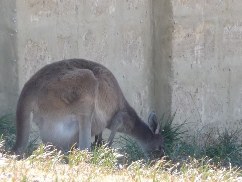 48 Mitchell Road, Hamel WA 6215