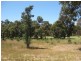 33 Leschenaultia Circuit, Donnybrook WA 6239