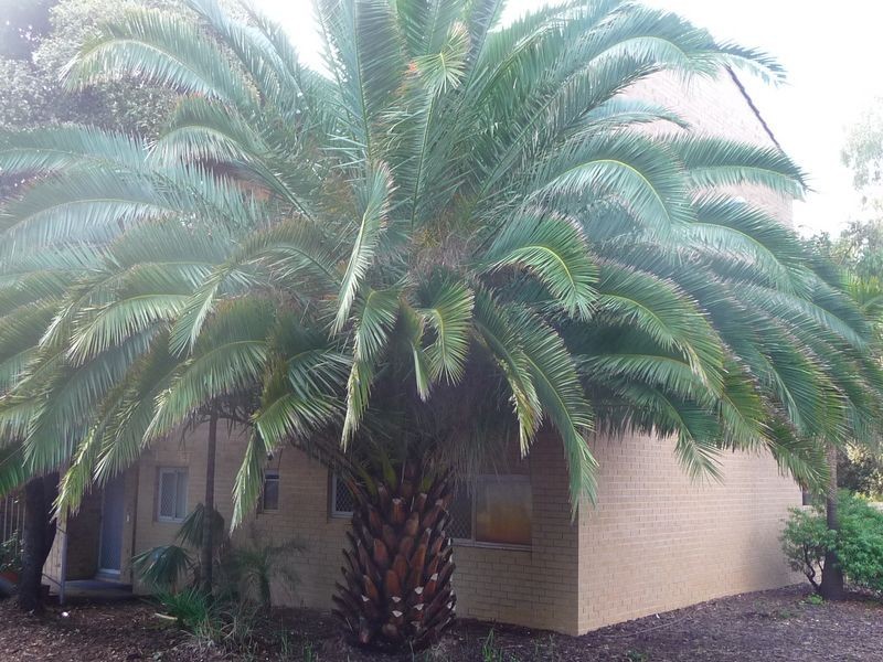 12/3 Wilkerson Way, Withers WA 6230